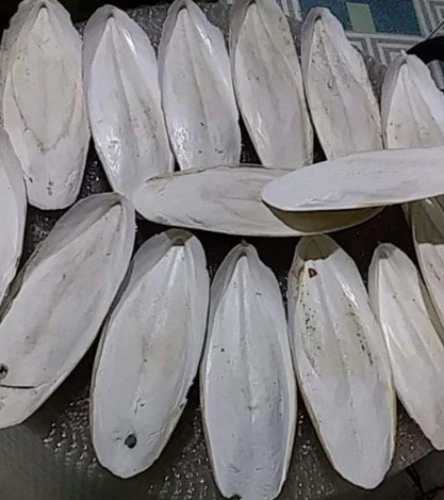 10 inches Cuttlebones