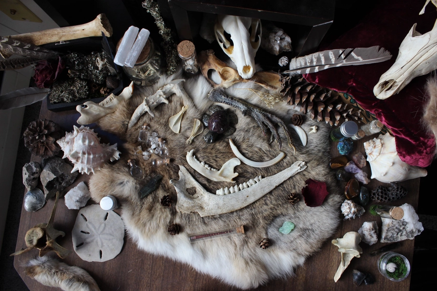 Oddities Mystery Box | Vulture Culture Curiosities | Skull Box |