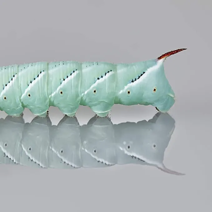 Amazon.com : DBDPet Premium 20-30ct Live Hornworms - Food for Bearded Dragons, Leopard Geckos, Frogs, Chameleons, Tegus, and Other Reptiles! : Pet Supplies