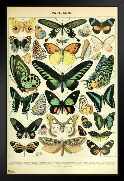 Butterfly Moth Cottagecore Room Decor Butterflies Papillons Chart Bookplate Retro Botanical Nature Animal Vintage Aesthetic Room Science Education Black Wood Framed Art Poster 14x20 - Framed Art 12x18