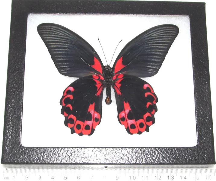 BicBugs Papilio rumanzovia Verso Real Framed Butterfly Pink RED - 