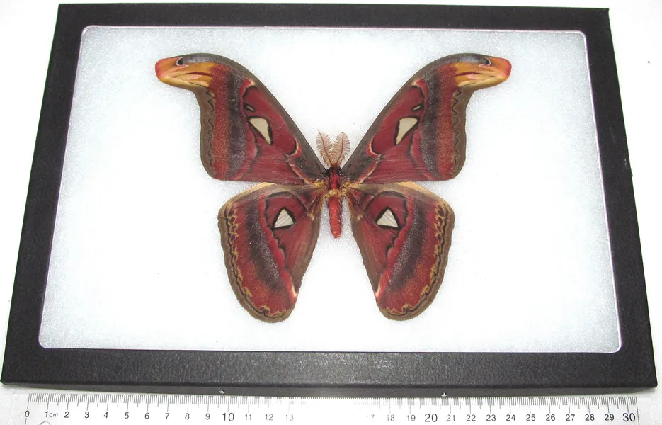 BicBugs Attacus Atlas Moth Male Real Framed Snake Mimic Indonesia - 