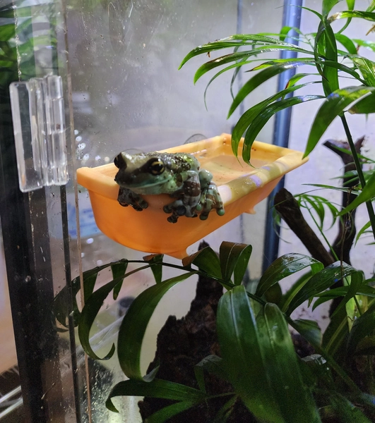 Frog and reptile hanging bathtub terrarium decor
