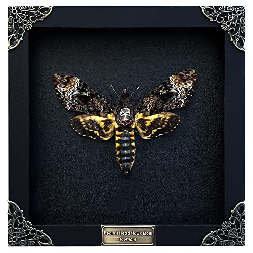 Real Death Head Moth Acherontia Black Frame Skull Butterfly Handmade Shadow Box Insect Oddity Curiosities Unique Taxidermy Collectables Tabletop Wall Art Home Decor Living Gallery Bedroom K18-01-DE - Death Moth in Black Frame