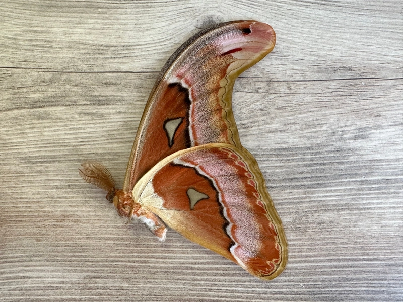 HUGE Atlas moth &#39;Attacus lorquini&#39;