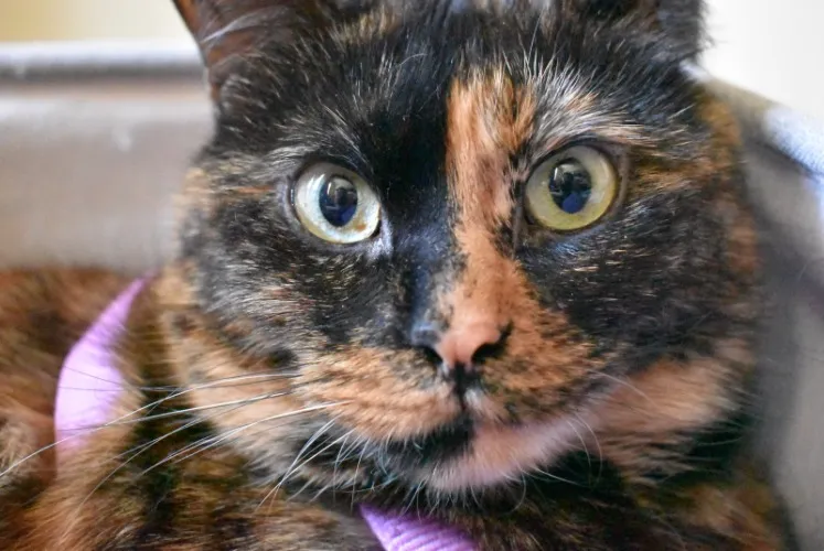 Amazon Gift Card - Groceries & Cat food/ litter