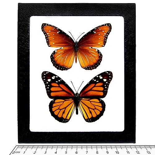 BicBugs Danaus PLEXIPPUS + GILIPPUS monarch butterfly and mimic framed butterflies USA