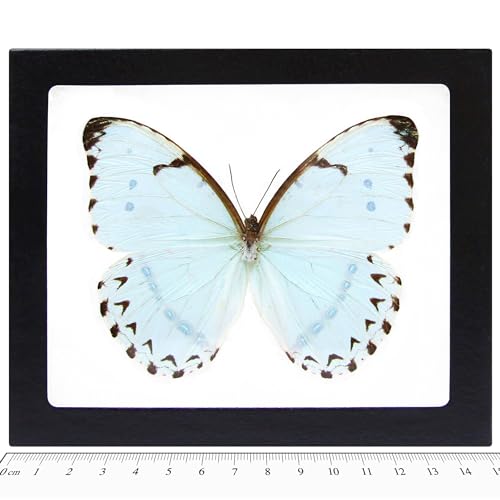BicBugs Morpho catenaria catenarius Real Framed Butterfly ICE Blue