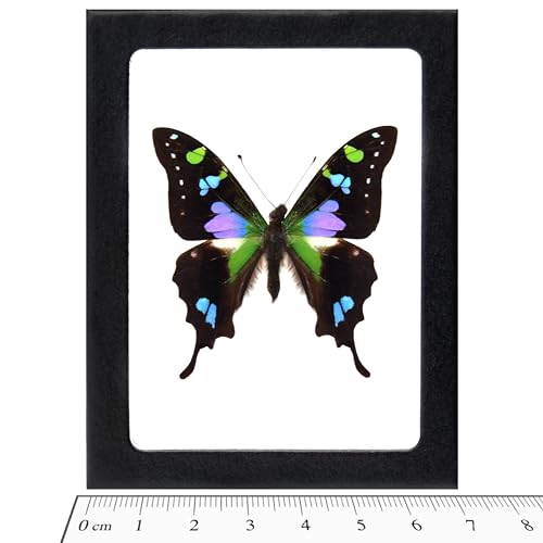 BicBugs GRAPHIUM WEISKEI Real Framed Butterfly Pink Purple Blue Indonesia