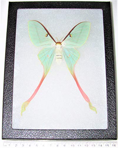 BicBugs Actias dubernardi Pink Green Saturn Moth Female China Rare Framed