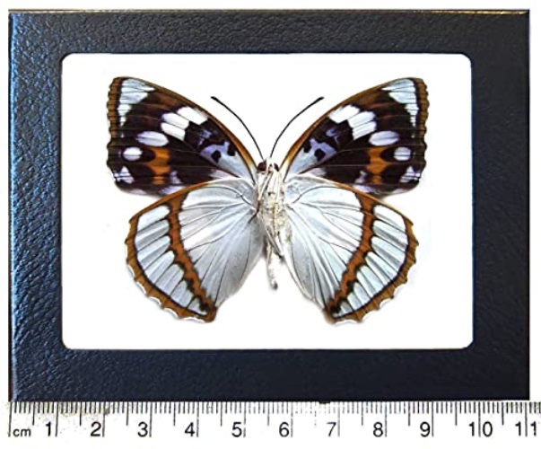 BicBugs Mimathyma schrenckii Blue White Butterfly China Framed