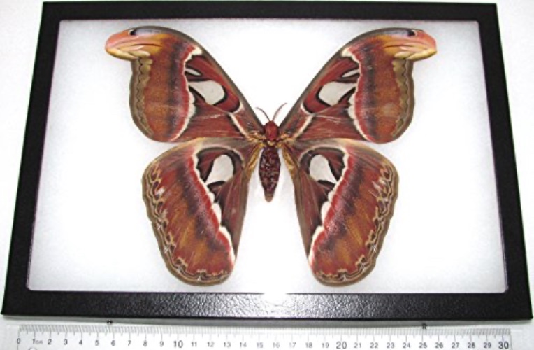 BicBugs Attacus atlas moth female REAL FRAMED INDONESIA 12IN X 8IN FRAME!