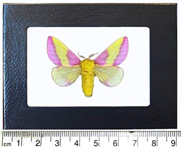BicBugs Dryocampa rubicunda Pink Rosy Maple Moth USA Framed