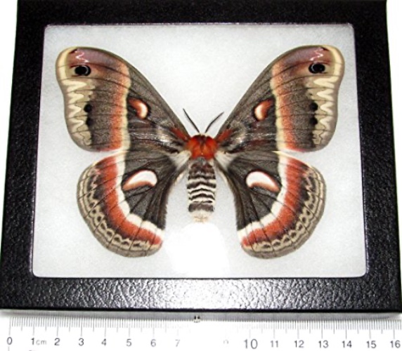BicBugs Hyalophora cecropia Female Real Framed Moth USA