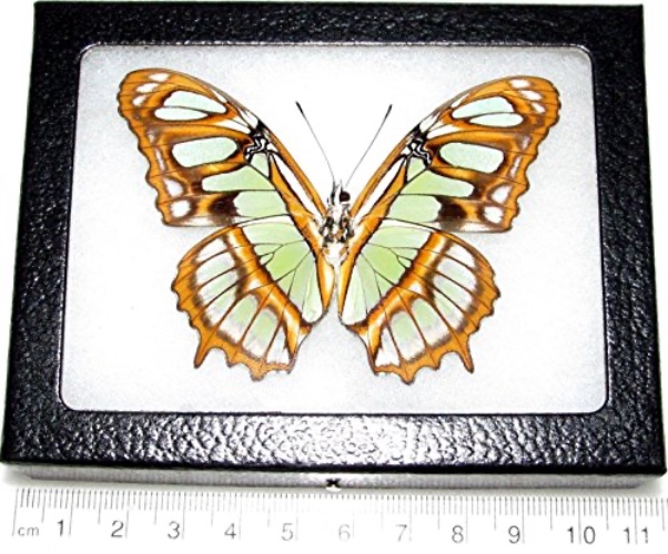 BicBugs Siproeta stelenes Verso Real Framed Butterfly Green Malachite Peru
