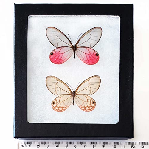 BicBugs Cithaerias merolina Pair Male Female Pink Clear Wing Butterflies Peru Framed