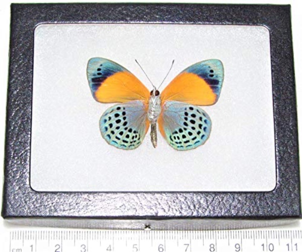 BicBugs Asterope markii davisi Blue Green Yellow Butterfly Verso Peru Framed Real