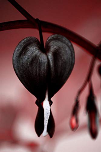 10 Pcs Black Bleeding Heart Seeds Dicentra Spectabilis Shade Flower Garden