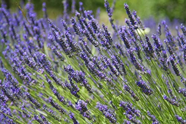 Provence Lavender [Qty: 1x Pint Pot]