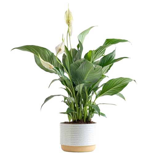Peace Lily - 1 Foot Tall - Indoor Garden Plant Pot