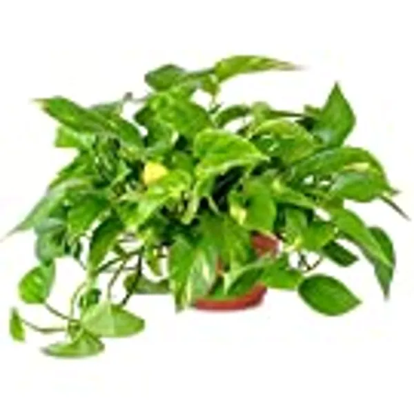 American Plant Exchange Golden Pothos 6" Pot - Golden 6-Inch