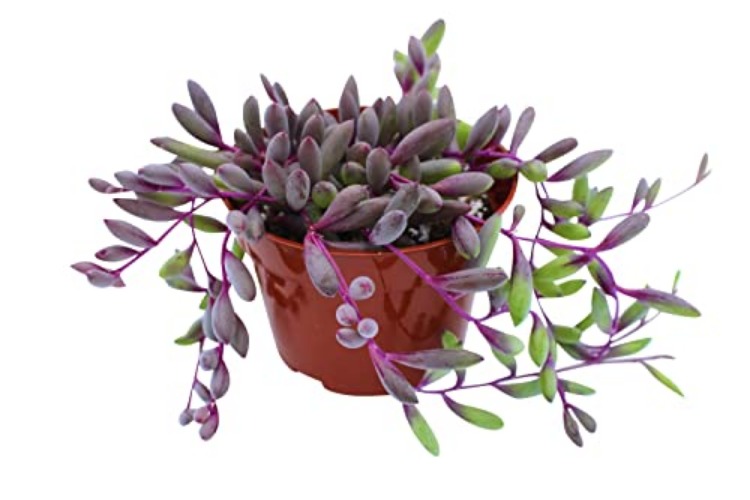 Succulent: 4" Othonna Capensis "Ruby Necklace"