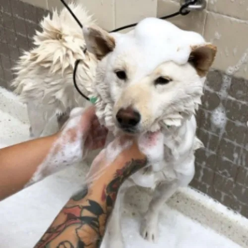 Pay for MOCHI GROOMING!