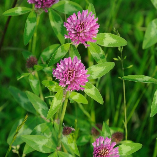 Outsidepride Red Clover Legume Seed for Pasture, Hay, & Soil Improvement - 2 LBS - 1 2 LBS