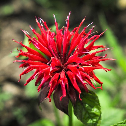 Bee Balm - Fireball | Default Title