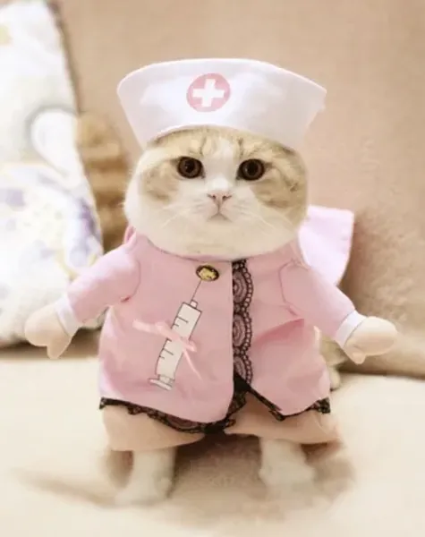 Nurse Costume for my cat