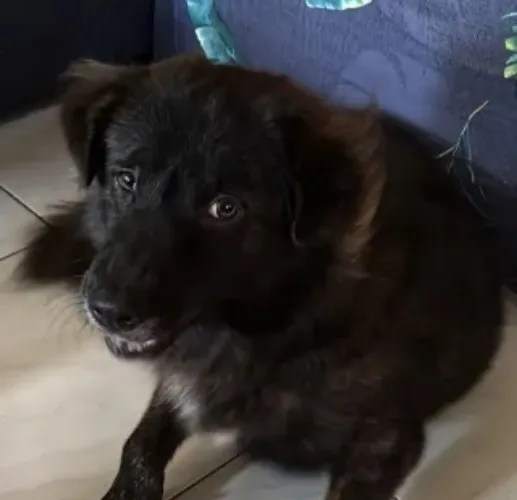 Chocnut Funds (doggo supplies)