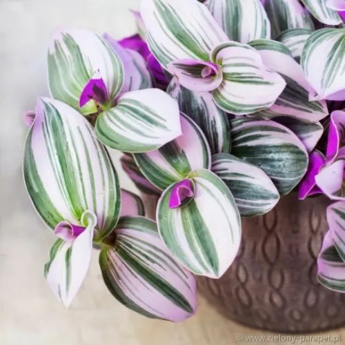 Tradescantia 'Nanouk' Trzykrotka| Zielony-Parapet
