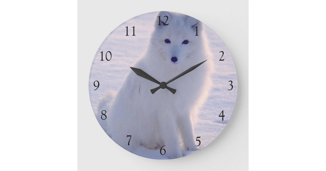 Arctic White Fox Winter Alaska Photo Designed Large Clock | Zazzle