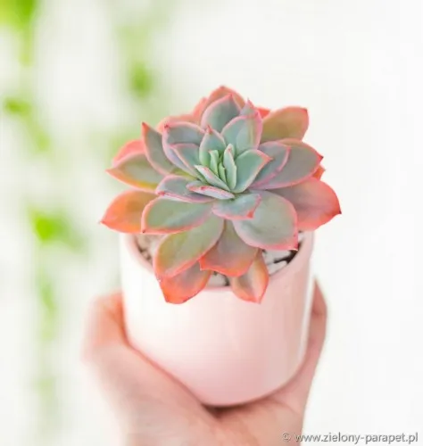 Echeveria 'Luella'| Zielony-Parapet