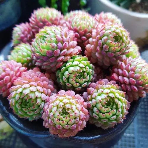 Echeveria globulosa| Zielony-Parapet