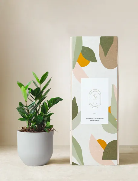 ZZ Plant