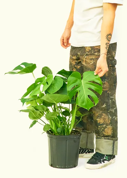 Monstera 'Swiss Cheese Plant', Large 