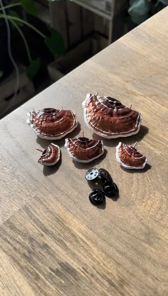 Mushroom Pins/Shelf fungi, brown (Set of 5)