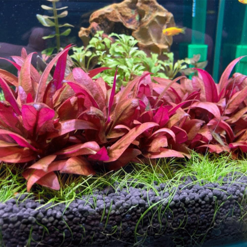Aquarium ~ seeds for red plants