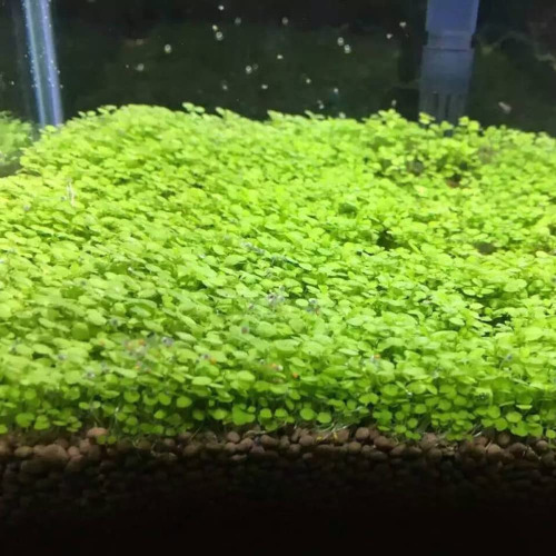 Saterkali Aquarium Plant seeds