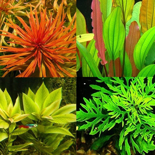 Aquarium Plant Various other seeds