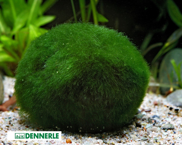Marimo Mos Ball Giant Aquarium Plant Chladophora Sp 5-7 cm