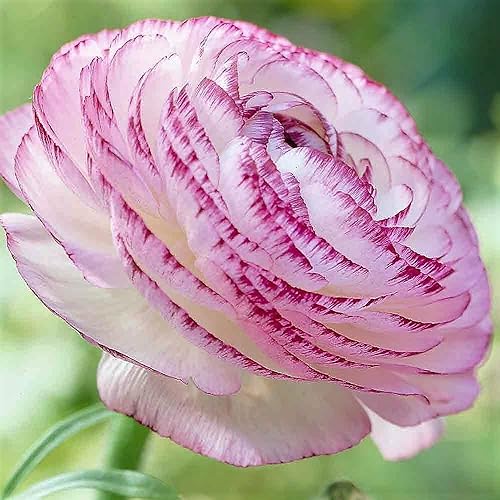 Ranunculus Picotee Pink Flower Corms/Bulbs. Beautiful Hardy Colourful Flowers. (10) - 10