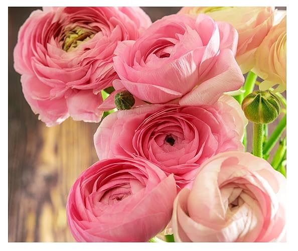 10 x Ranunculus Asiaticus Pink Summer Flowering Bulbs Persian Buttercup Aviv Cut Flowers Hardy Garden Perennial Corms Size 5/6
