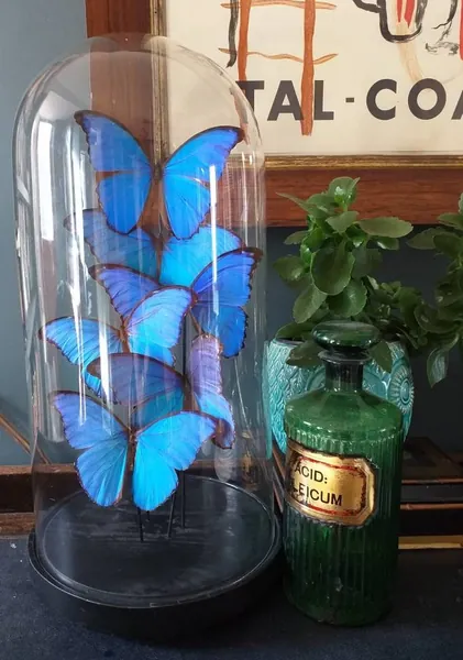Victorian Antique Glass Dome With Real Blue Morpho Butterflies