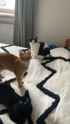 monthly cat food  /ᐠ ̥  ̮  ̥ ᐟ\ฅ