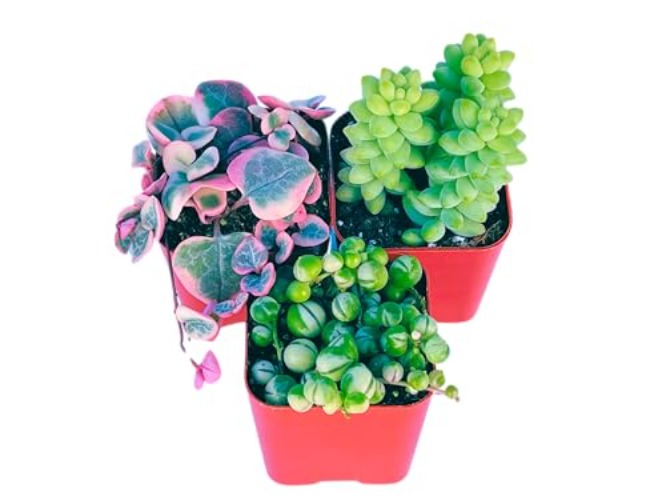 Succulents Plants Live (3-Pack) 2" Hanging Plants Starter Pack, Live Succulent Plants Fully Rooted in Planter Pots with Succulent Soil Mix by The Succulent Cult (3 Pack) - 3 PACK