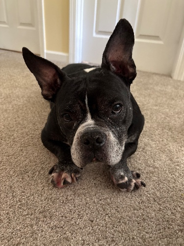 Support your Streamer (pup)!