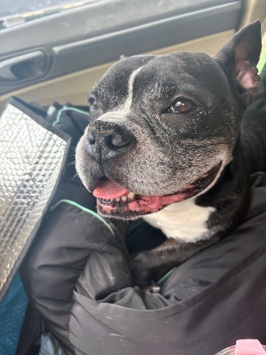 A month of medicine for pep 🤍