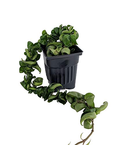 Extra Long Hindu Indian Rope Plant - Hoya - Exotic/Easy/Blooming Size - 4" Pot